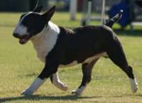 Bull Terrier (Miniature)