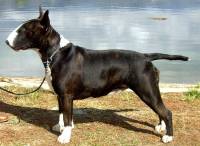 Coloured Bull Terrier (USA)