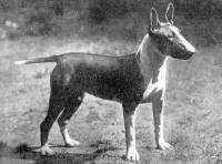 Bull Terrier (coloured) c 1930