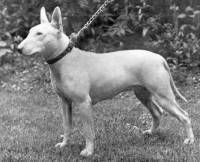 Bull Terrier c 1930