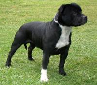 Staffordshire Bull Terrier