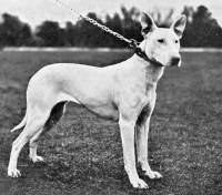 Bull Terrier c 1903