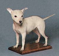 Toy Bull Terrier (under 12 lbs)