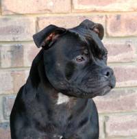 difference between american staffordshire terrier and staffordshire bull terrier