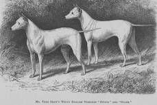 Old English White Terriers 1864