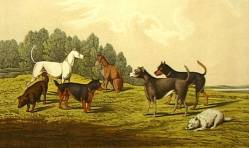 Terriers c 1800's