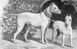 Bull Terrier & Toy Bull Terrier 1889