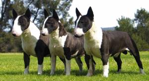 Bull Terriers (Miniature) Triplets!
