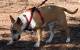 Bull Terrier Australia Tracking 3