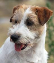 Jack Russell Terrier