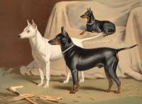 Old English Terriers c 1890