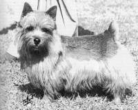 Norwich And Norfolk Terriers Janedogs