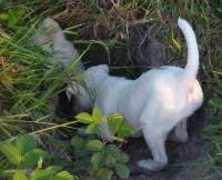 Parson Russell Terrier