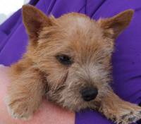 Norwich Terrier