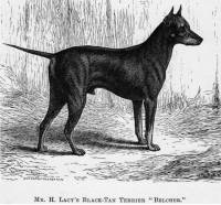 Black and Tan Terrier 1875