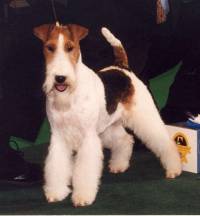 Fox Terrier Smooth And Wire Janedogs