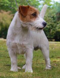 Jack Russell Terrier