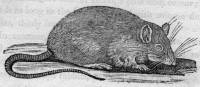 Rat