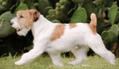 Jack Russell Terrier