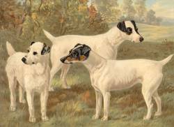 Old English White Terriers c 1880