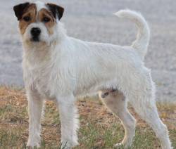 Parson Russelll Terrier