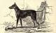 Black Tan Terrier a 1800