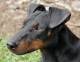 Manchester terrier head profile