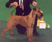 Irish Terrier