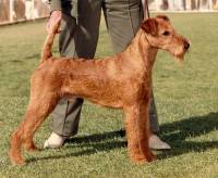 Irish terrier hot sale breeders ireland