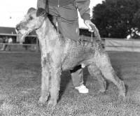 Irish Terrier c 1970