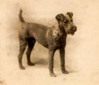 Irish Terrier c 1913