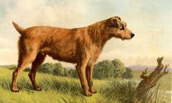 Irish Terrier 1879