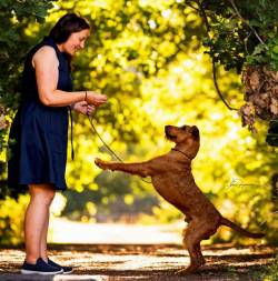 Irish Terrier 