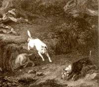 Terriers ratting in Fields 1803