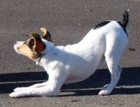 Tenterfield Terrier