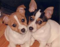 Tenterfield Terrier puppies