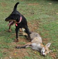 German Hunting (Jagd) Terrier with Fox