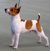 Tenterfield Terrier