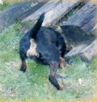 German Hunting (Jagd) Terrier