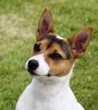 Tenterfield Terrier