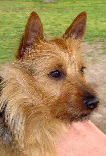 Australian Terrier Janedogs