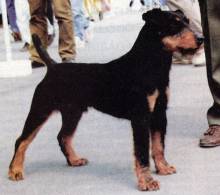 German Hunting (Jagd) Terrier 