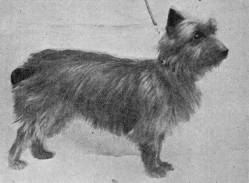 Rough Coated Terrier 1897