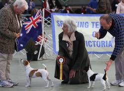 Tenterfield Terriers