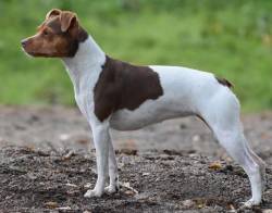 Brazilian Terrier