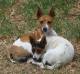 Tenterfield Terriers