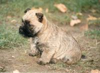 Cairn Terrier puppy