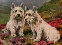 Rough Coated Terriers c 1860