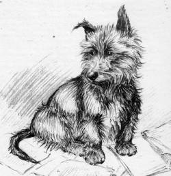 Rough Coated Terrier