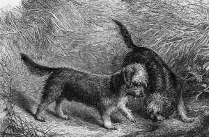 Skye and Dandie Dinmont Terriers c 1870